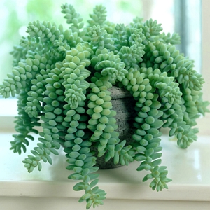 Sedum Trailing Burrito